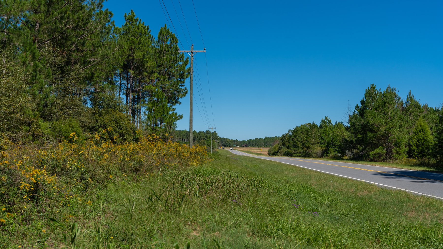 Image for 95+/- Acres - Musgrove Estate - Planted Pine Timber Investment - Sportsman's Paradise