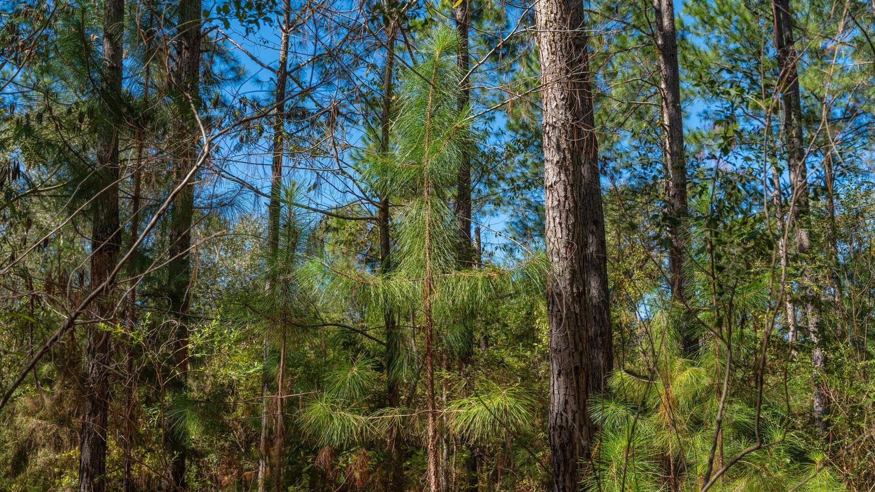 Image for 95+/- Acres - Musgrove Estate - Planted Pine Timber Investment - Sportsman's Paradise