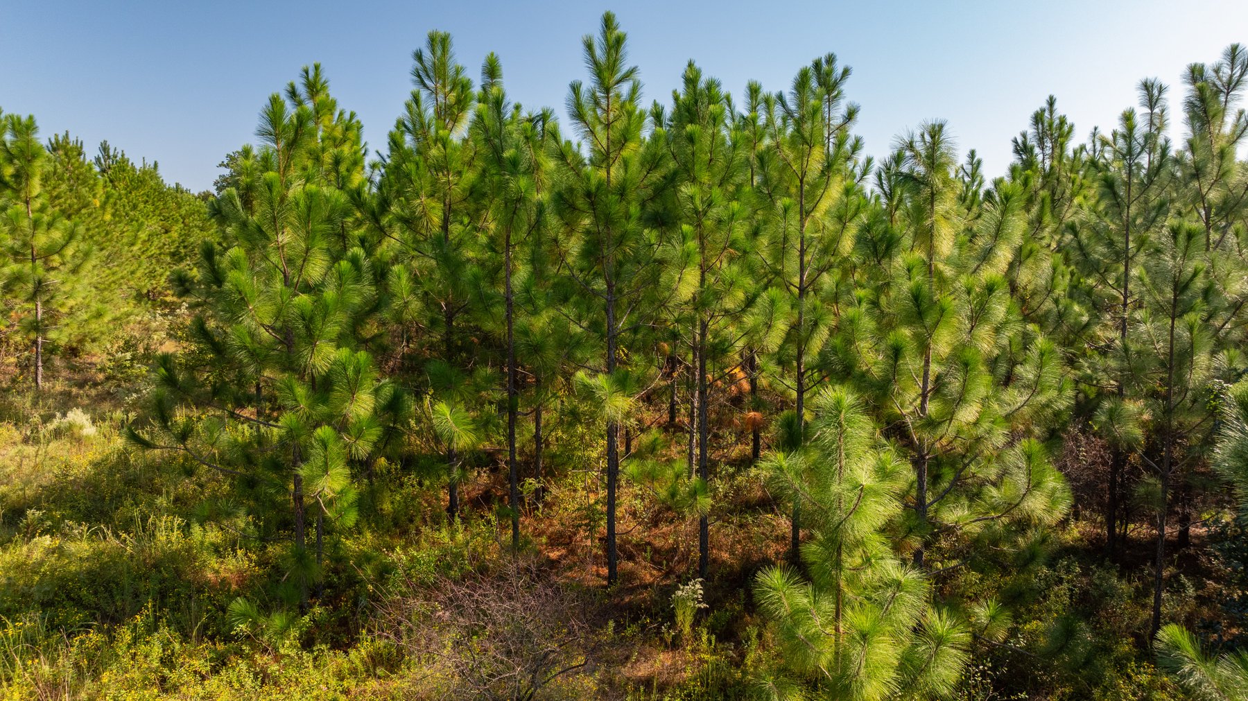 Image for The Hinson Farm – 191+/- Acres - Recreational Paradise with Income-Producing Potential in Dodge County, GA