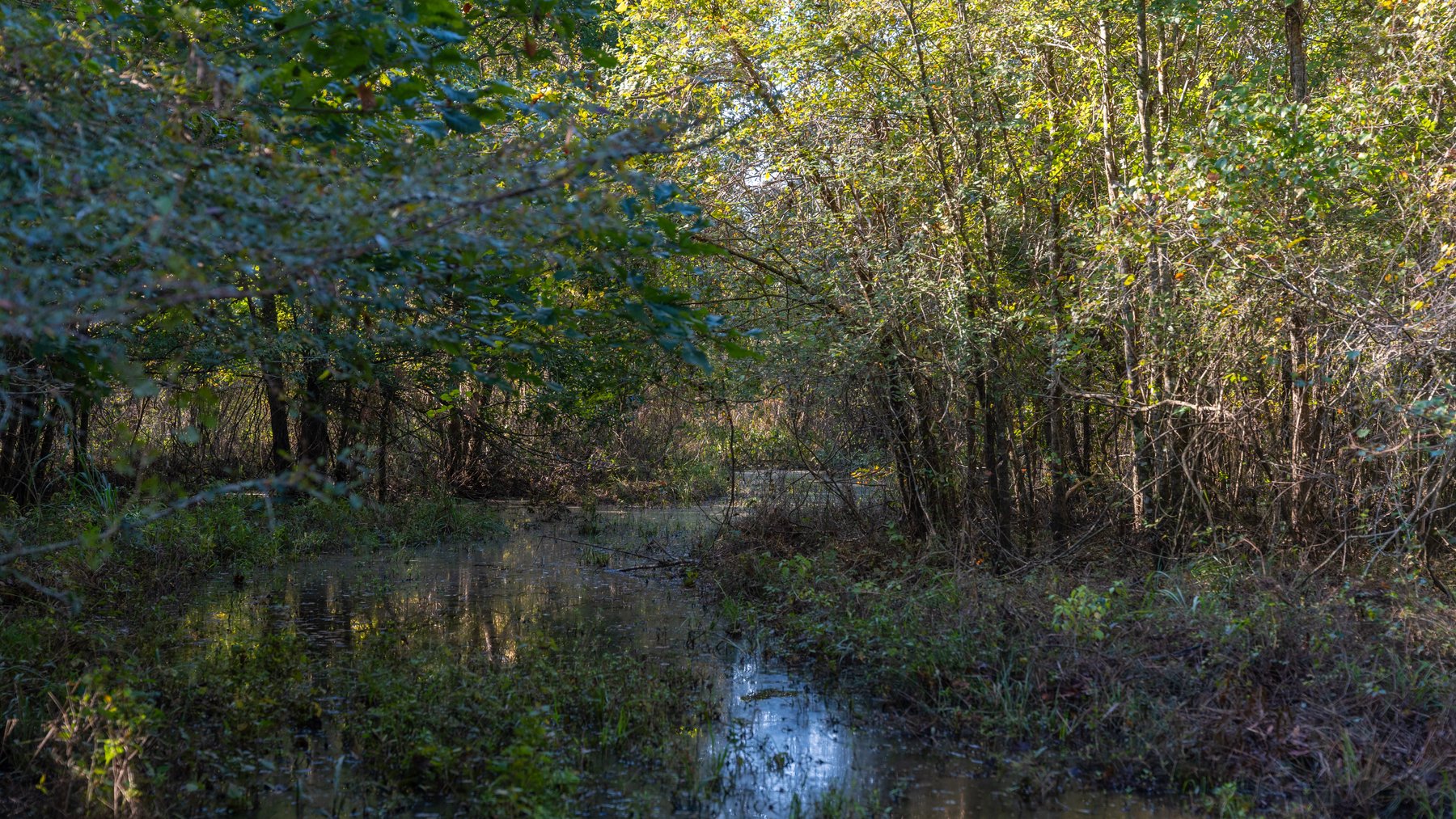 Image for The Hinson Farm – 191+/- Acres - Recreational Paradise with Income-Producing Potential in Dodge County, GA