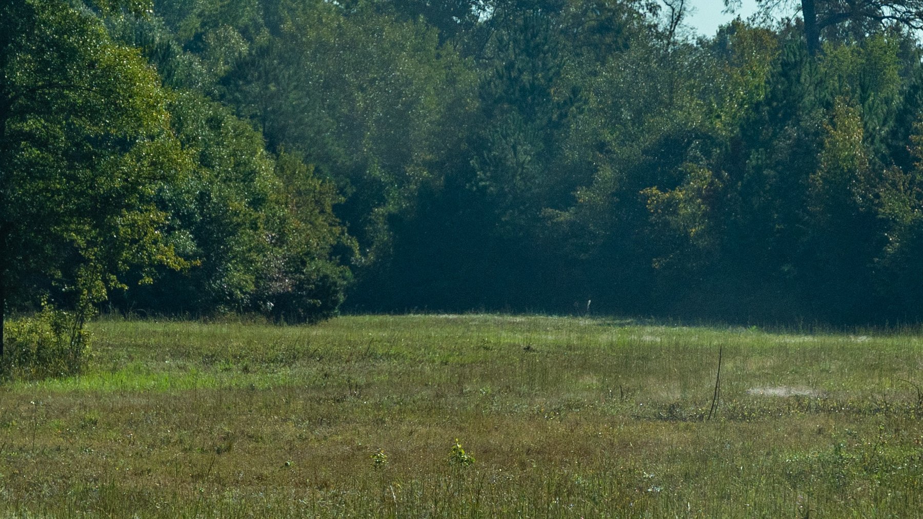 Image for The Hinson Farm – 191+/- Acres - Recreational Paradise with Income-Producing Potential in Dodge County, GA