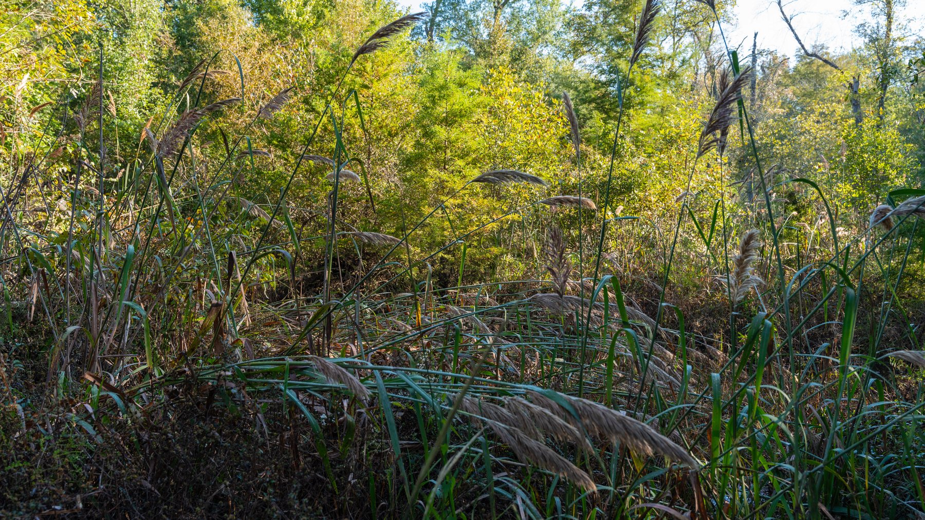 Image for The Hinson Farm – 191+/- Acres - Recreational Paradise with Income-Producing Potential in Dodge County, GA