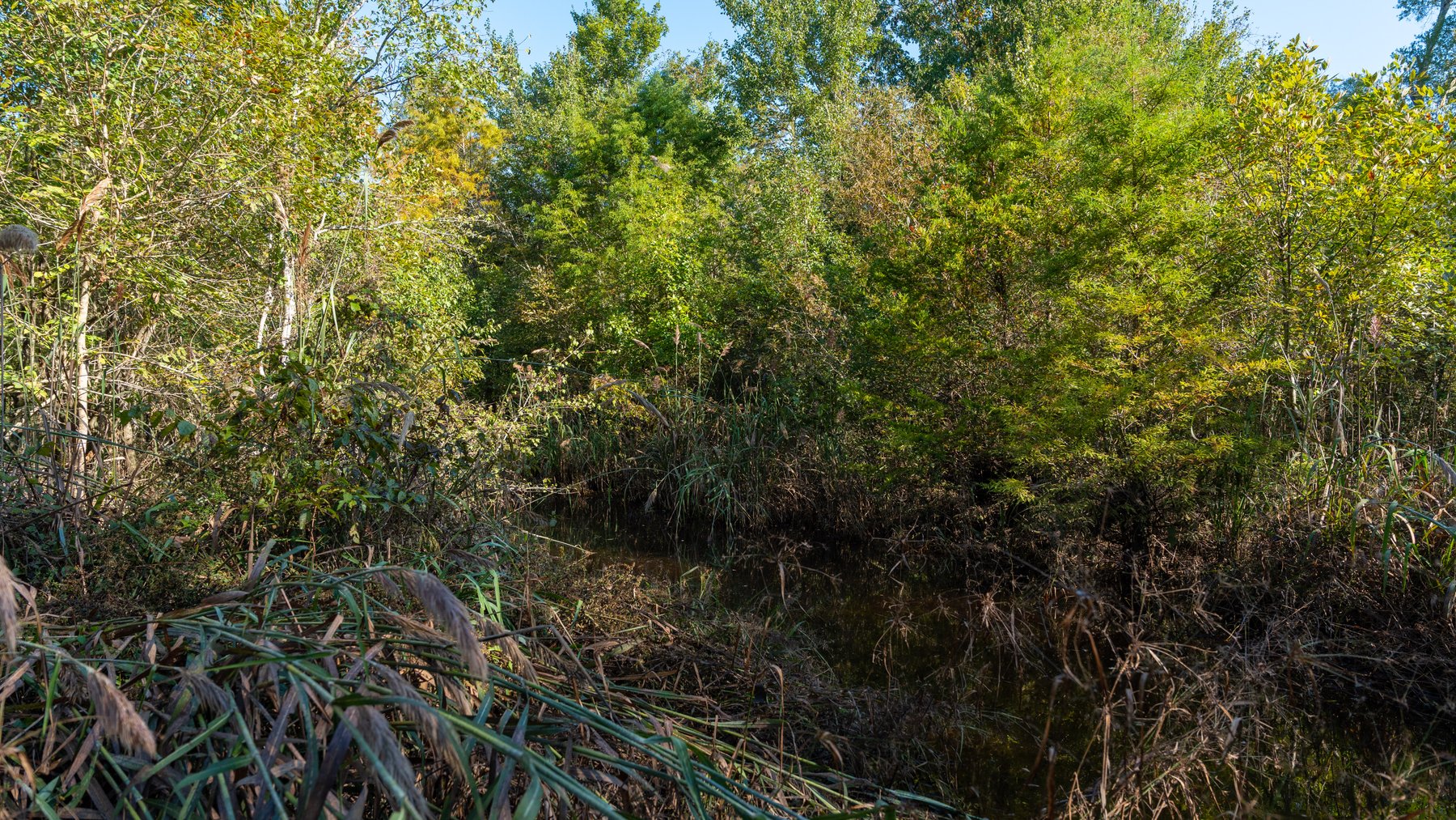 Image for The Hinson Farm – 191+/- Acres - Recreational Paradise with Income-Producing Potential in Dodge County, GA