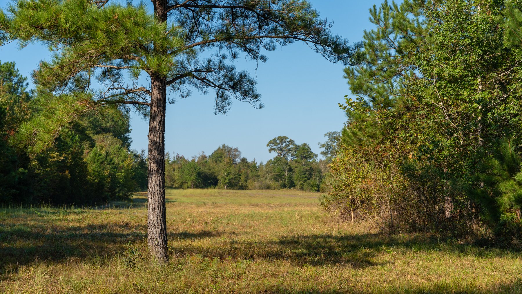 Image for The Hinson Farm – 191+/- Acres - Recreational Paradise with Income-Producing Potential in Dodge County, GA