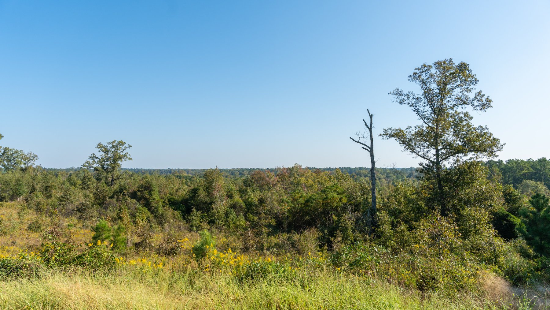 Image for The Hinson Farm – 191+/- Acres - Recreational Paradise with Income-Producing Potential in Dodge County, GA