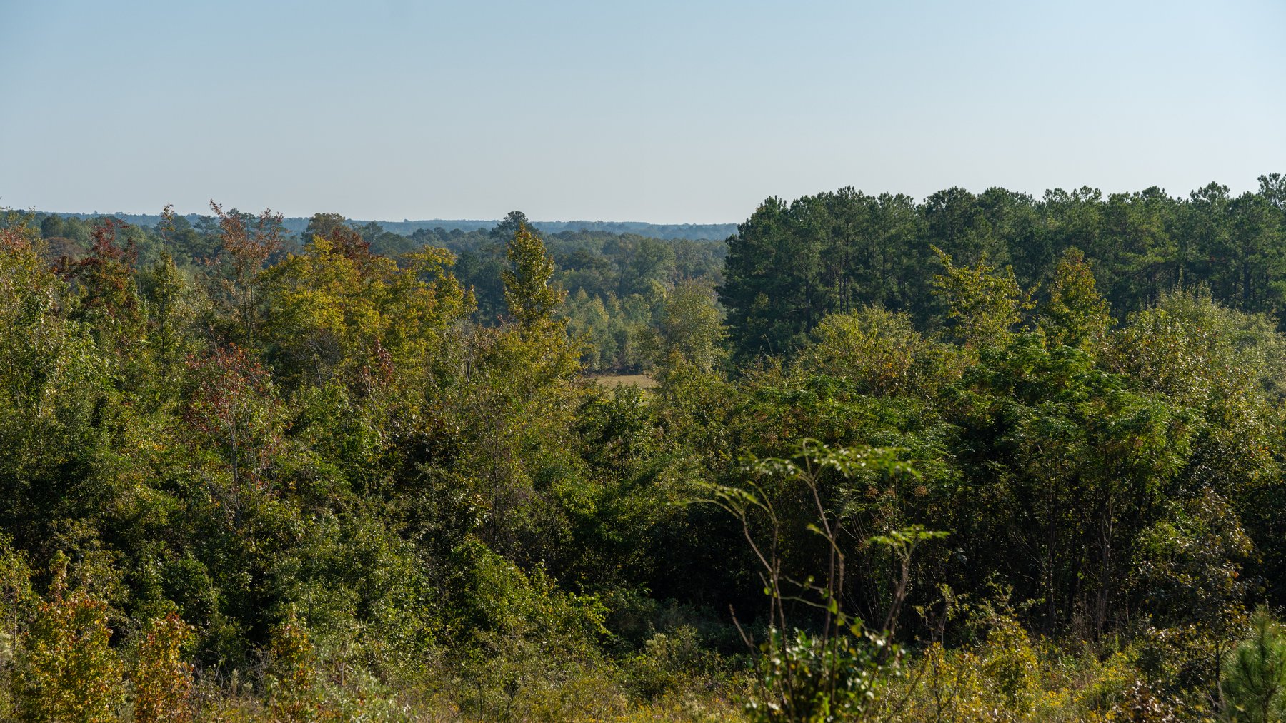 Image for The Hinson Farm – 191+/- Acres - Recreational Paradise with Income-Producing Potential in Dodge County, GA