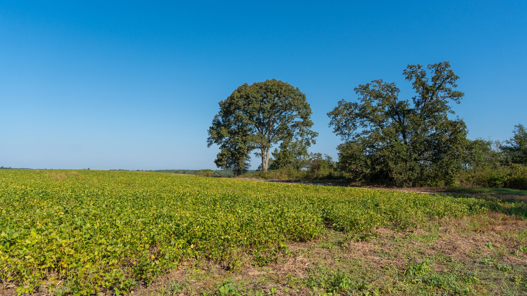 Image for The Hinson Farm – 191+/- Acres - Recreational Paradise with Income-Producing Potential in Dodge County, GA