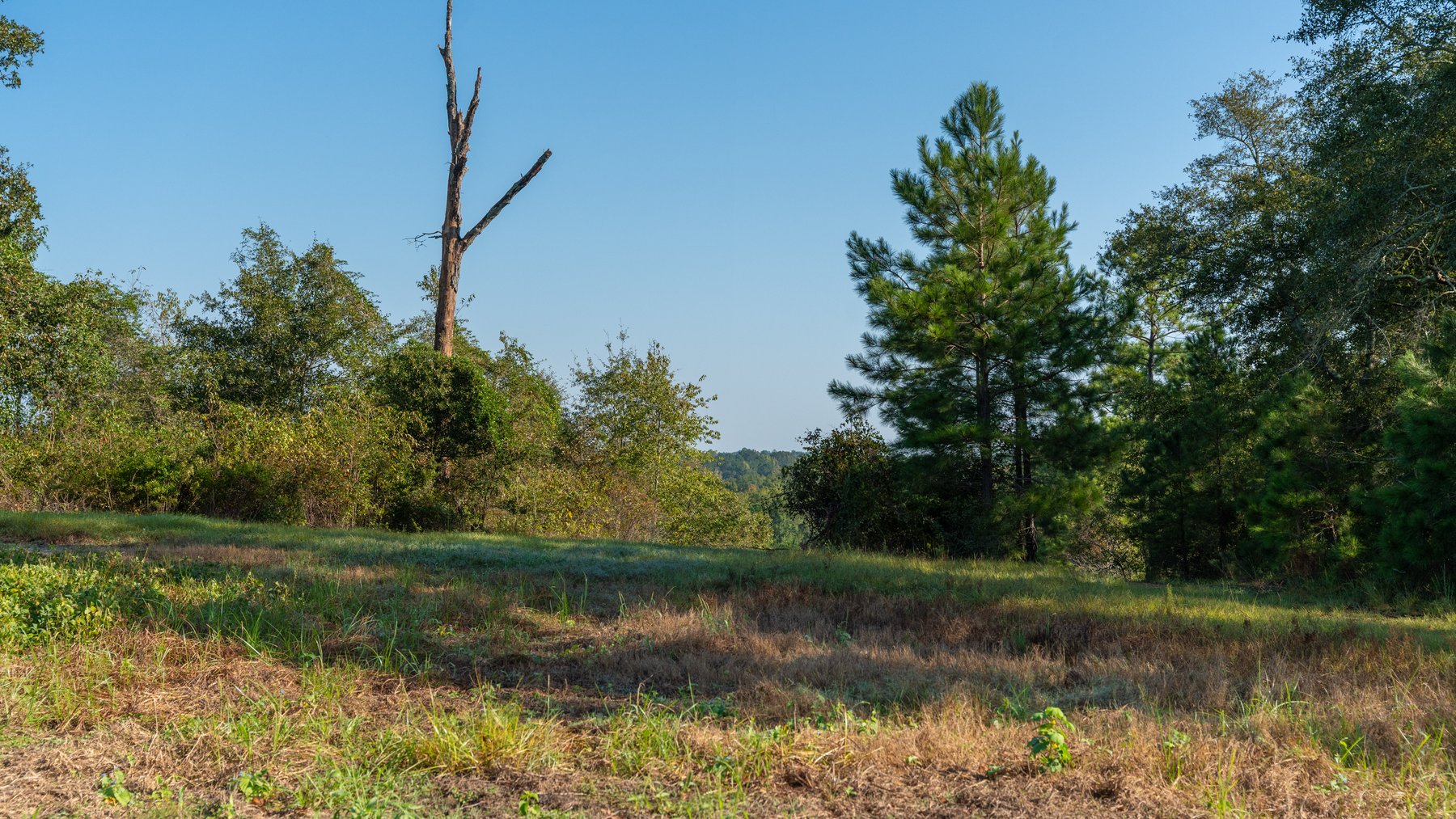 Image for The Hinson Farm – 191+/- Acres - Recreational Paradise with Income-Producing Potential in Dodge County, GA