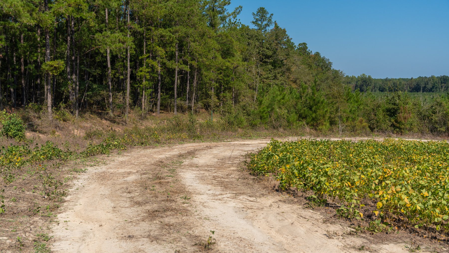 Image for The Hinson Farm – 191+/- Acres - Recreational Paradise with Income-Producing Potential in Dodge County, GA