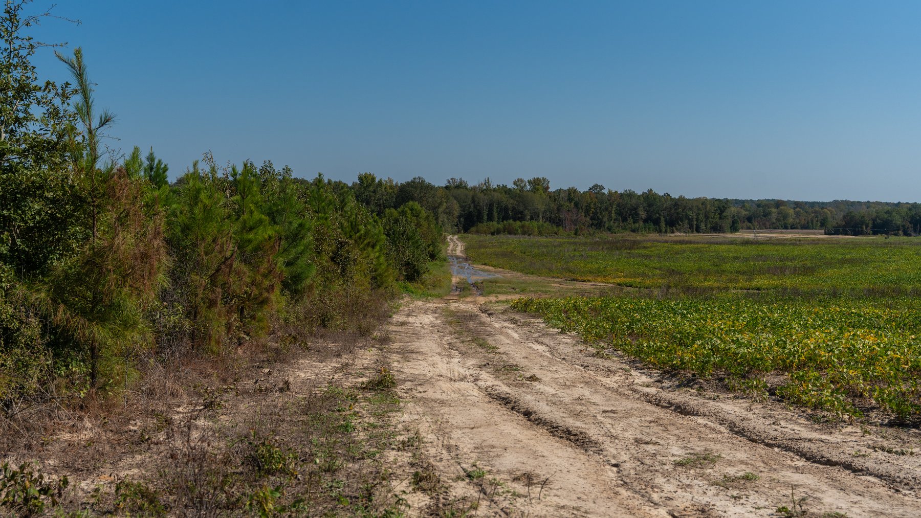 Image for The Hinson Farm – 191+/- Acres - Recreational Paradise with Income-Producing Potential in Dodge County, GA