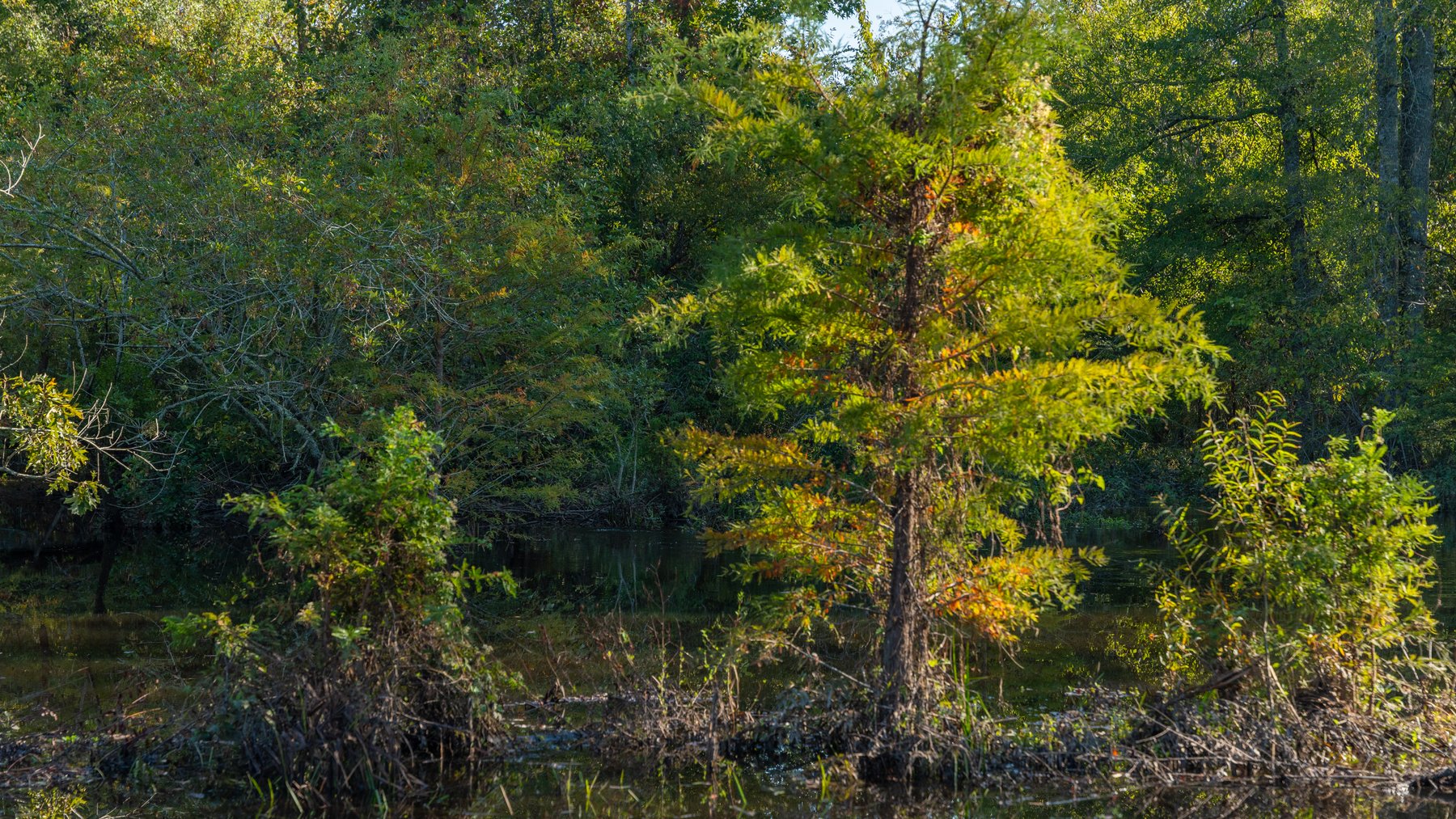 Image for The Hinson Farm – 191+/- Acres - Recreational Paradise with Income-Producing Potential in Dodge County, GA