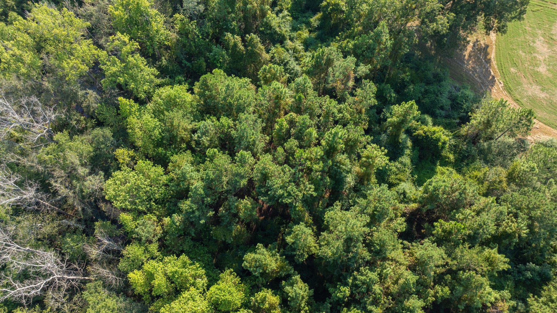 Image for The Massee Post Estate - 75+/- Acres with 6,700+/- Sq. Ft. Luxury Home in Cook County, Georgia