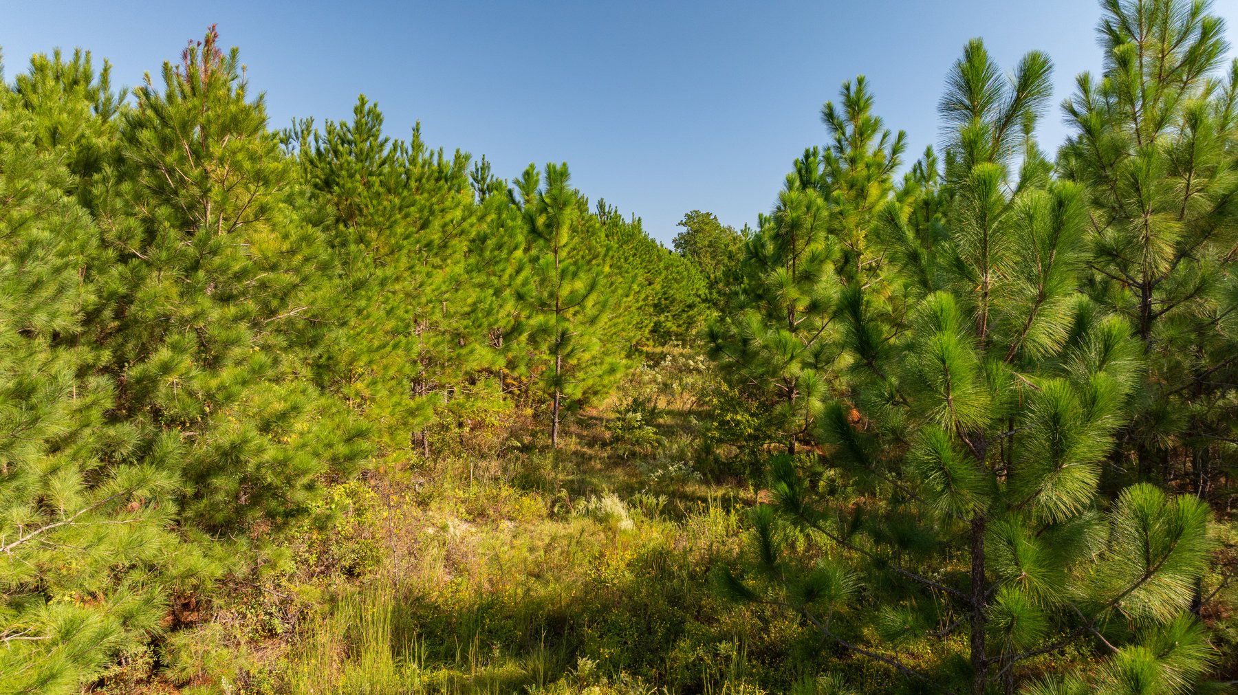 Image for The Hinson Farm – 191+/- Acres - Recreational Paradise with Income-Producing Potential in Dodge County, GA