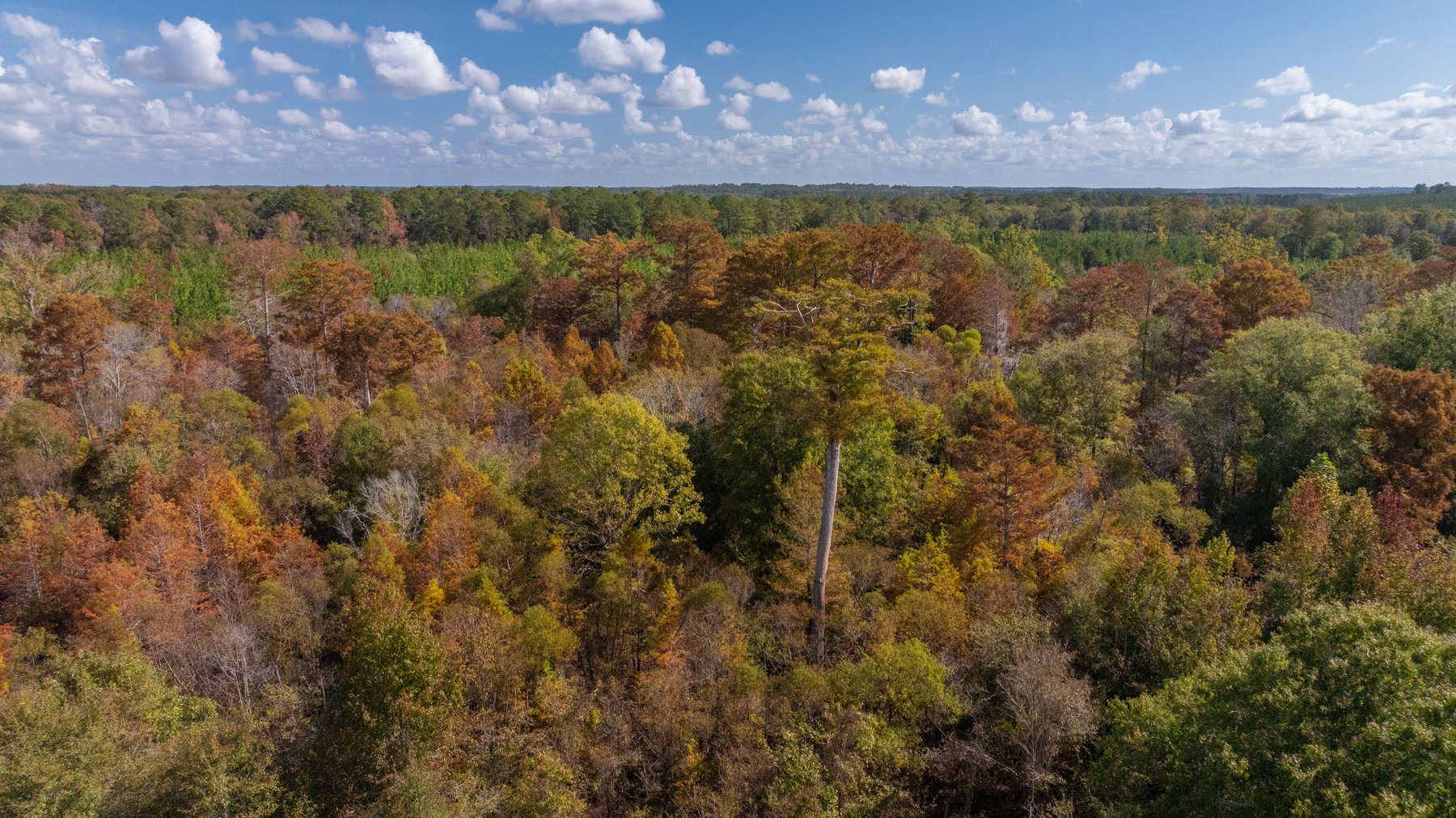 Image for The Hinson Farm – 191+/- Acres - Recreational Paradise with Income-Producing Potential in Dodge County, GA