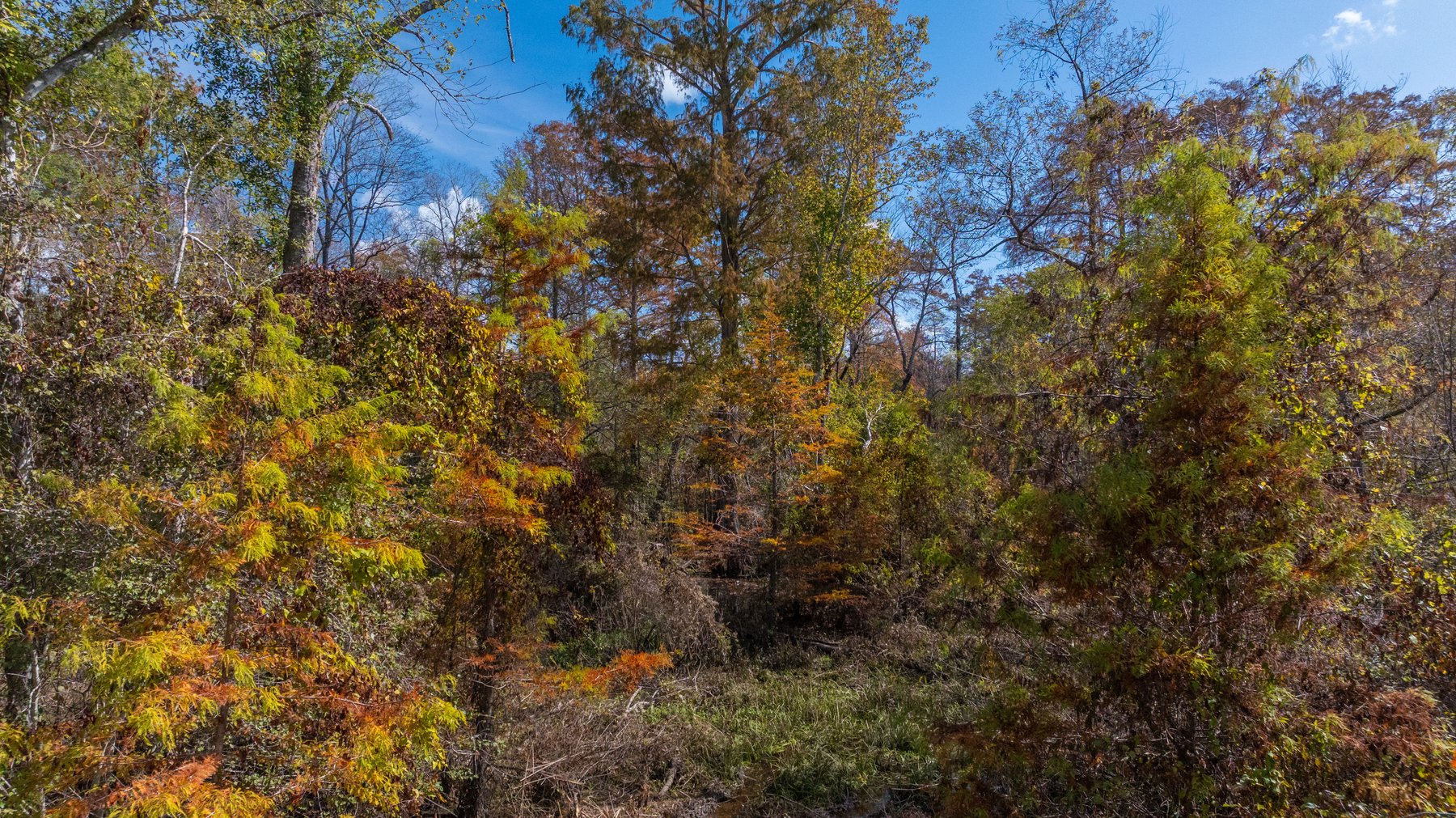 Image for The Hinson Farm – 191+/- Acres - Recreational Paradise with Income-Producing Potential in Dodge County, GA