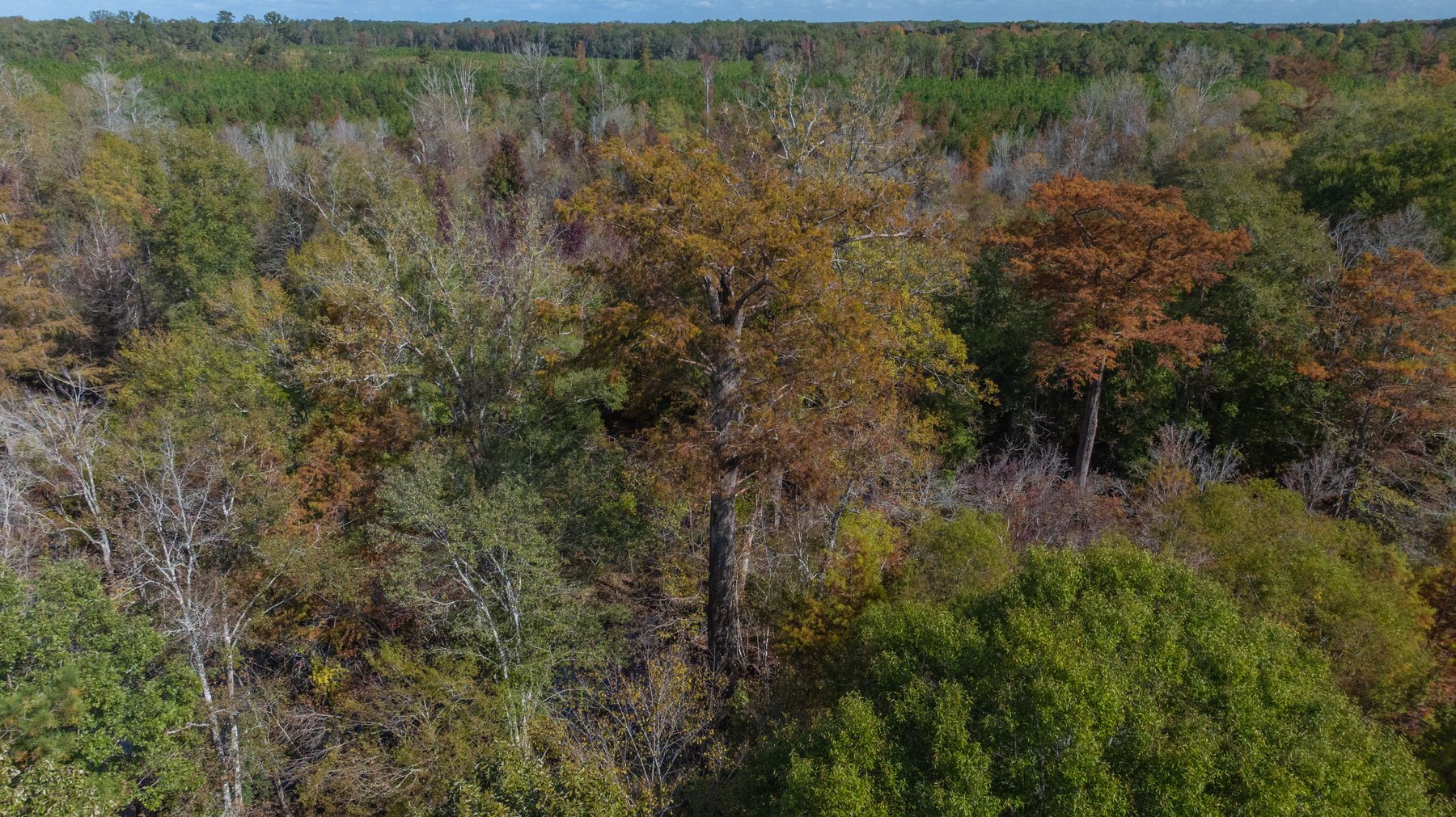 Image for The Hinson Farm – 191+/- Acres - Recreational Paradise with Income-Producing Potential in Dodge County, GA