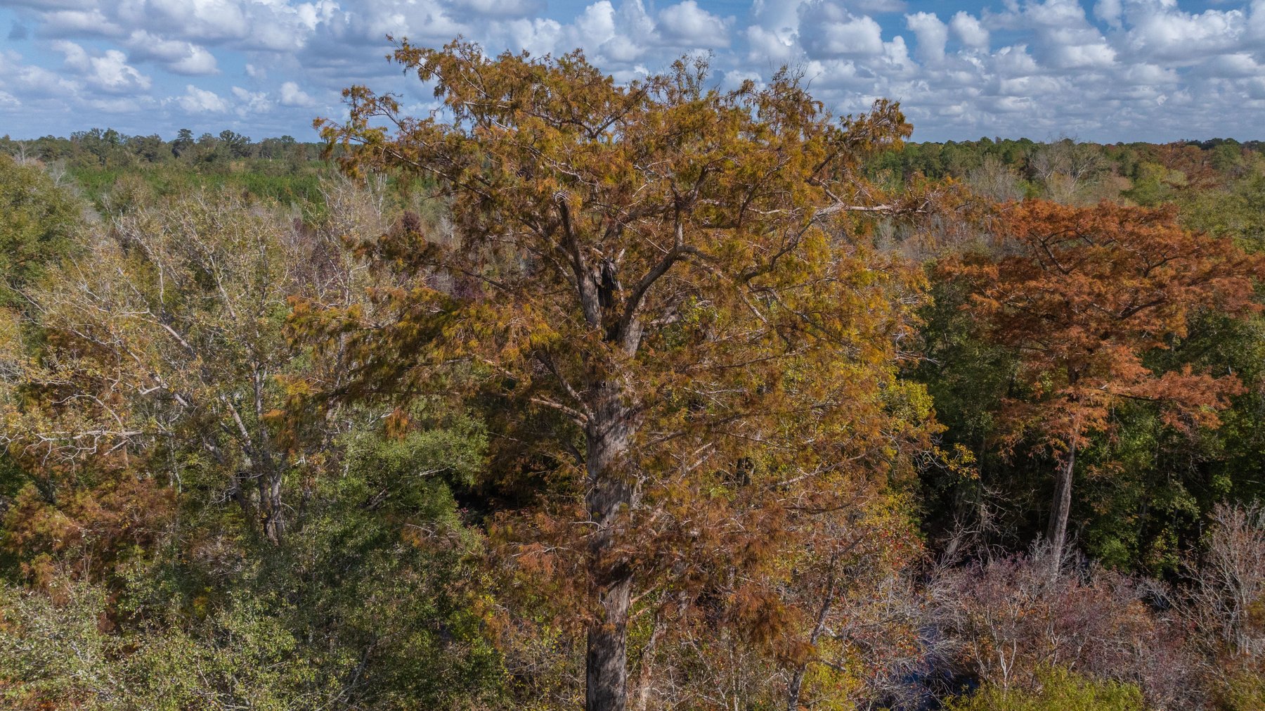 Image for The Hinson Farm – 191+/- Acres - Recreational Paradise with Income-Producing Potential in Dodge County, GA