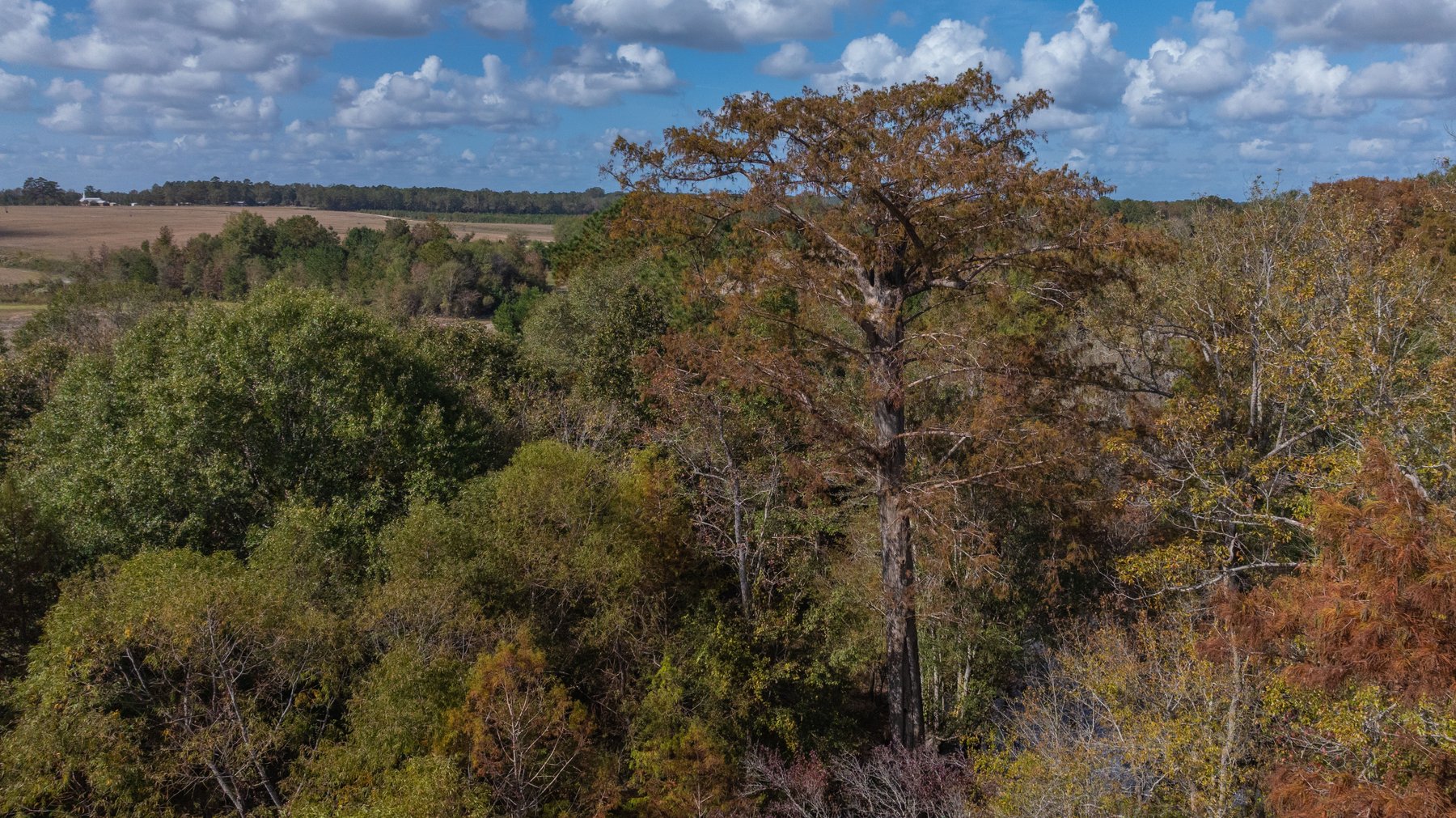 Image for The Hinson Farm – 191+/- Acres - Recreational Paradise with Income-Producing Potential in Dodge County, GA