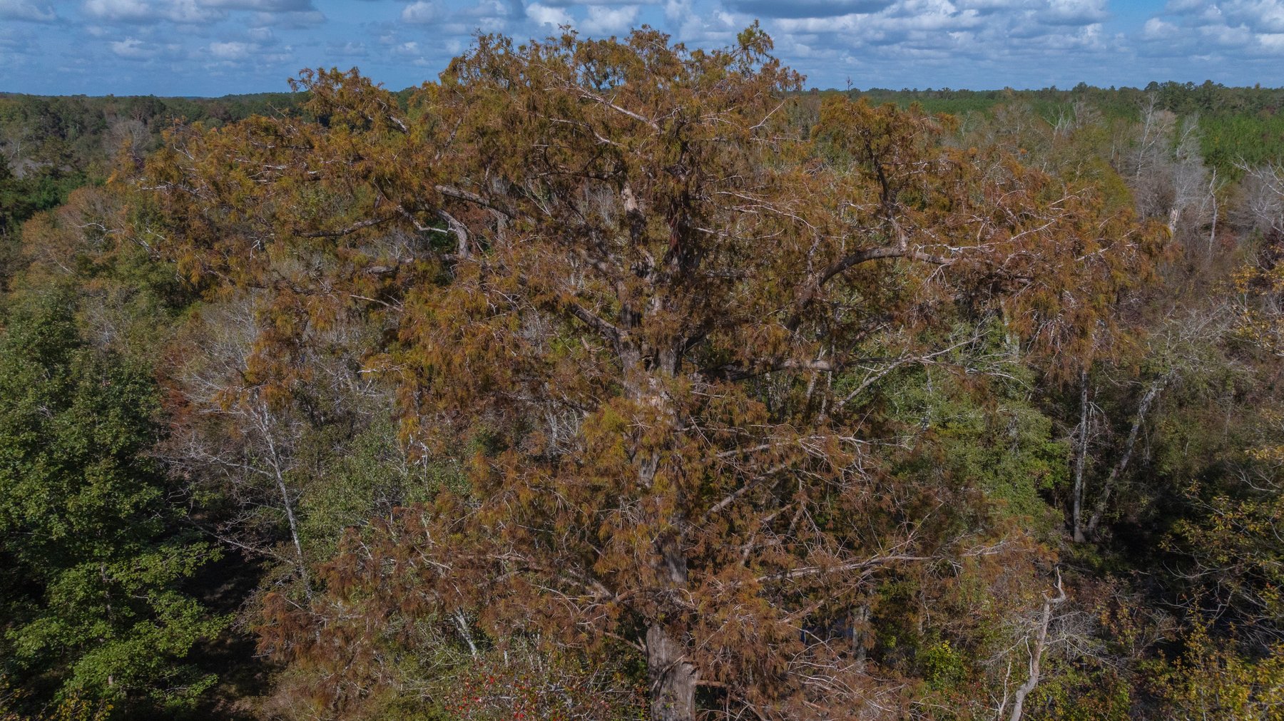 Image for The Hinson Farm – 191+/- Acres - Recreational Paradise with Income-Producing Potential in Dodge County, GA