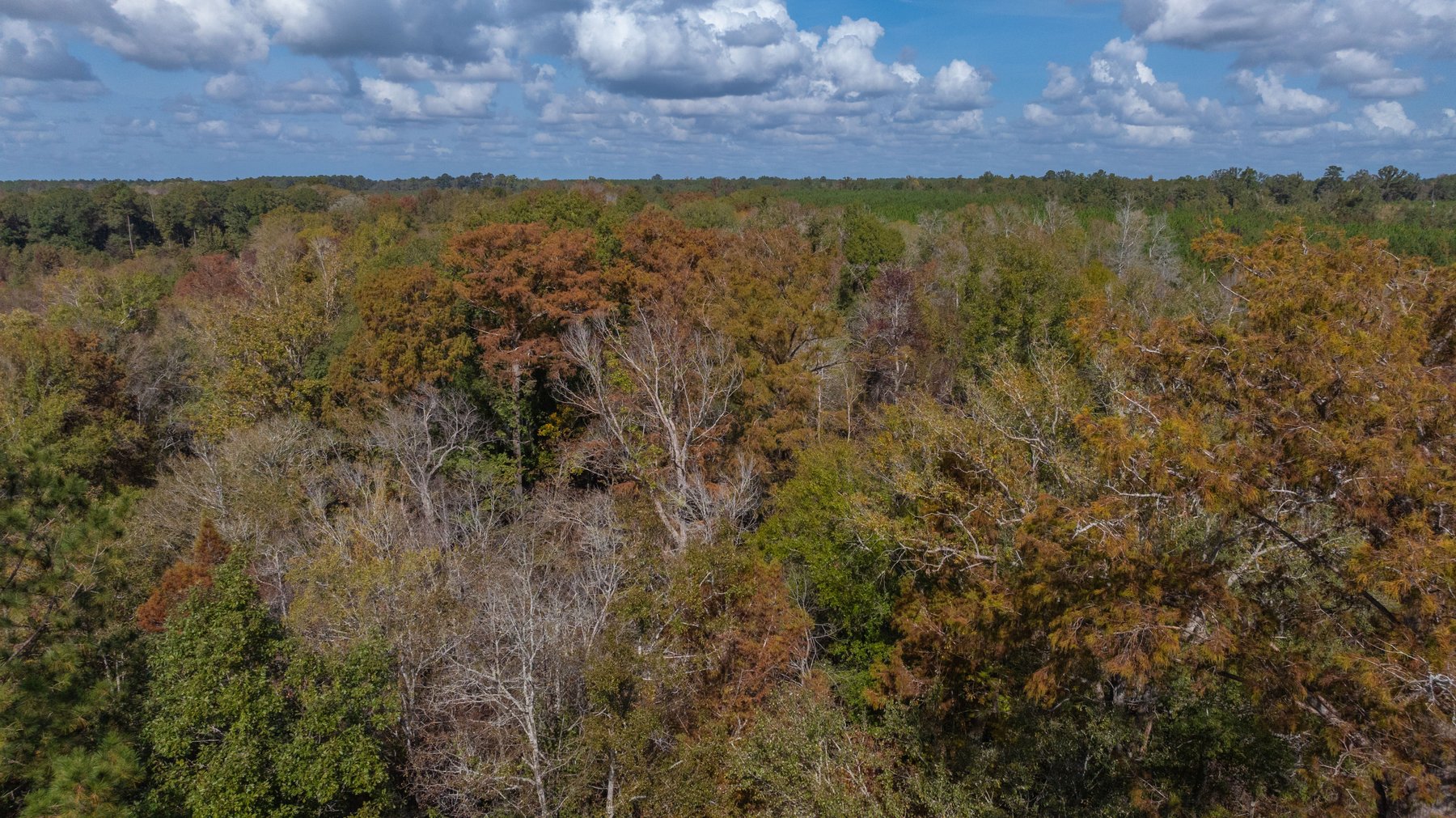 Image for The Hinson Farm – 191+/- Acres - Recreational Paradise with Income-Producing Potential in Dodge County, GA