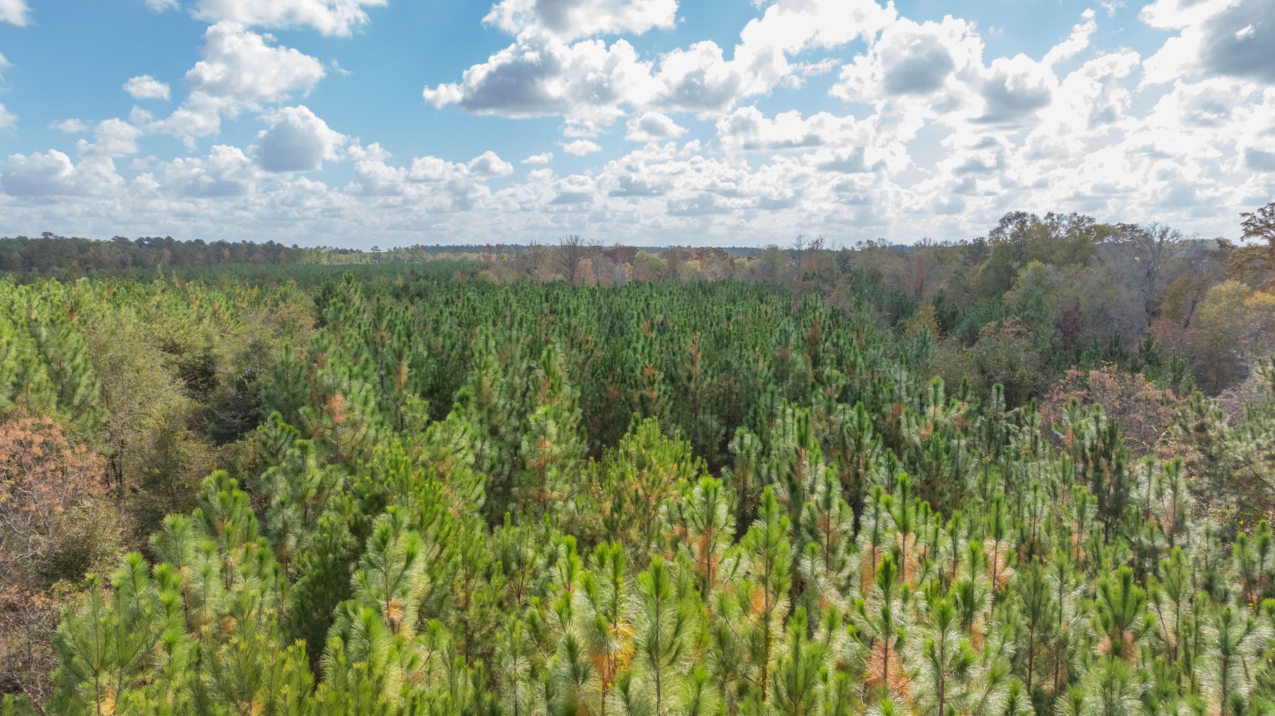 Image for The Hinson Farm – 191+/- Acres - Recreational Paradise with Income-Producing Potential in Dodge County, GA