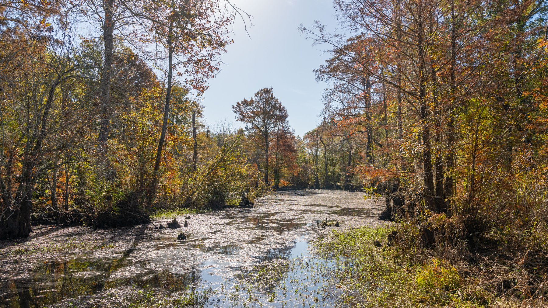 Image for The Hinson Farm – 191+/- Acres - Recreational Paradise with Income-Producing Potential in Dodge County, GA