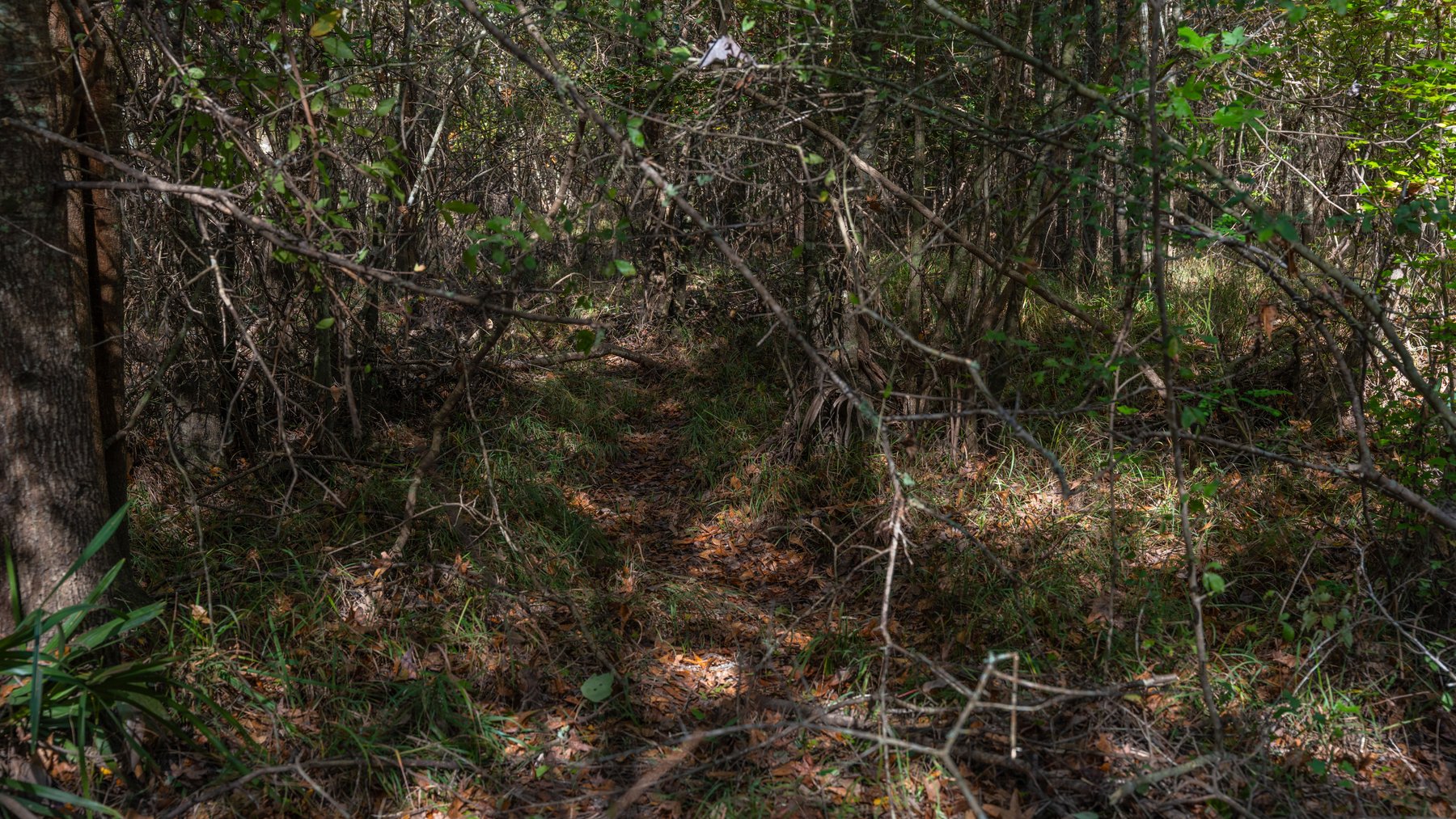 Image for The Hinson Farm – 191+/- Acres - Recreational Paradise with Income-Producing Potential in Dodge County, GA