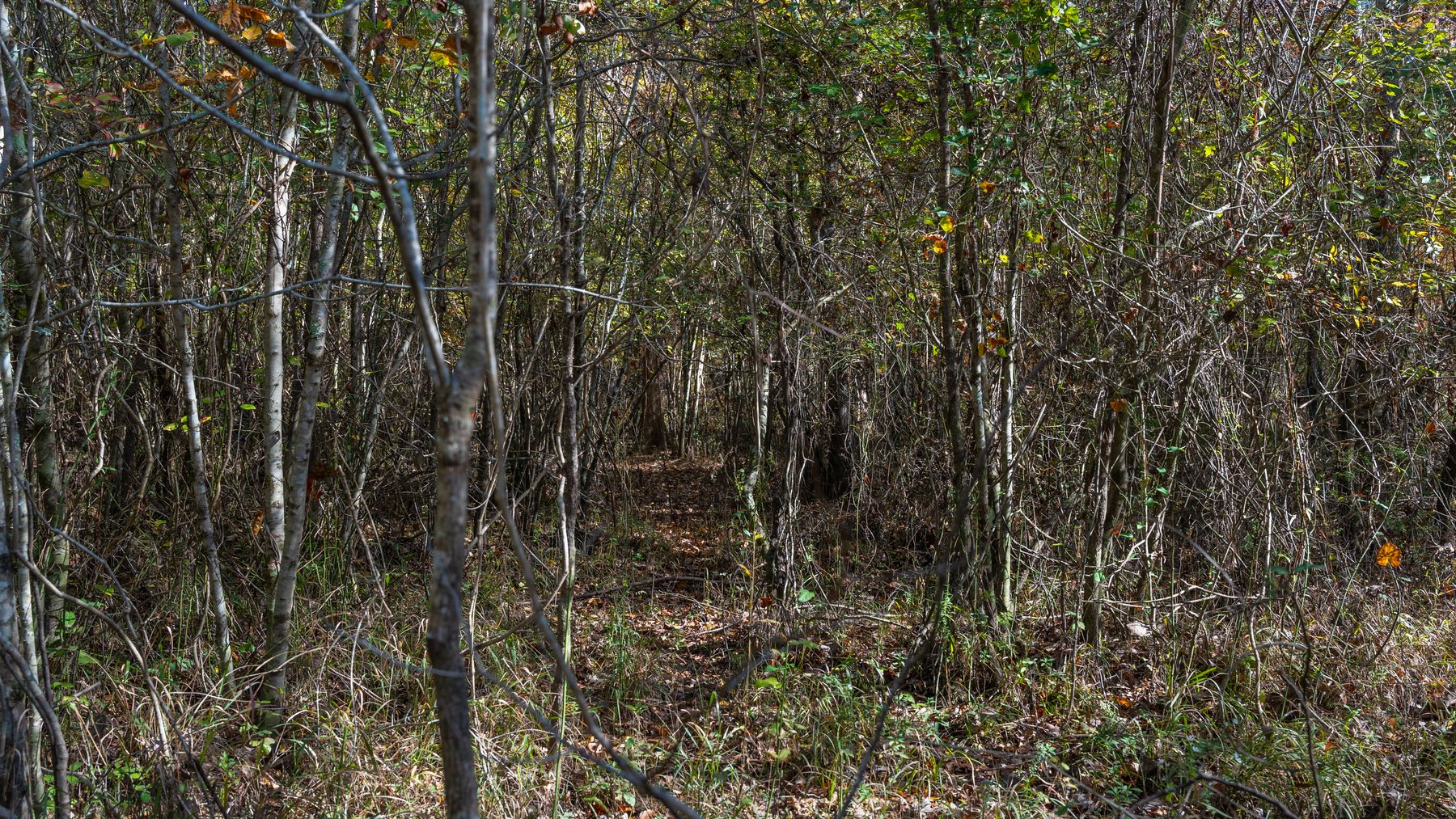 Image for The Hinson Farm – 191+/- Acres - Recreational Paradise with Income-Producing Potential in Dodge County, GA