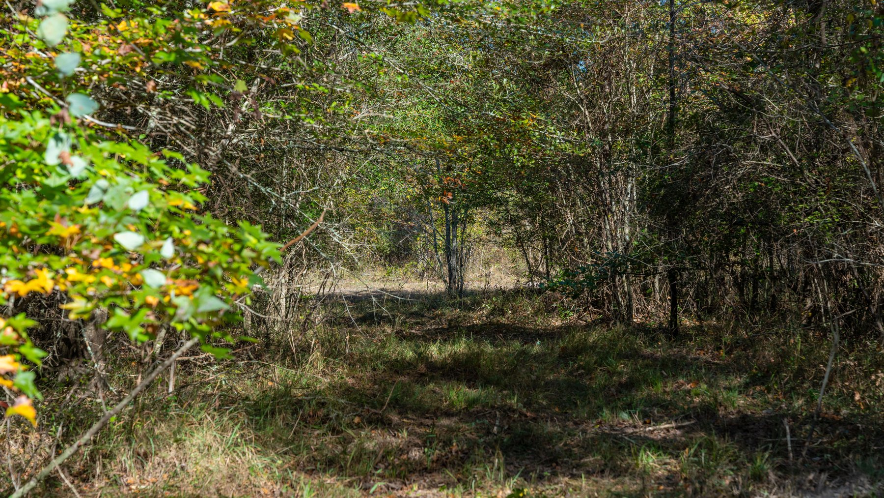 Image for The Hinson Farm – 191+/- Acres - Recreational Paradise with Income-Producing Potential in Dodge County, GA