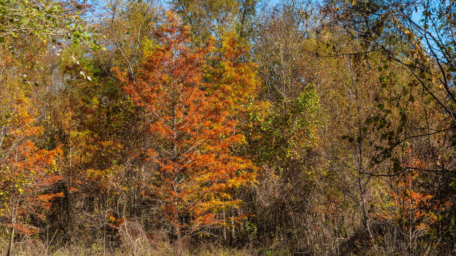 Image for The Hinson Farm – 191+/- Acres - Recreational Paradise with Income-Producing Potential in Dodge County, GA