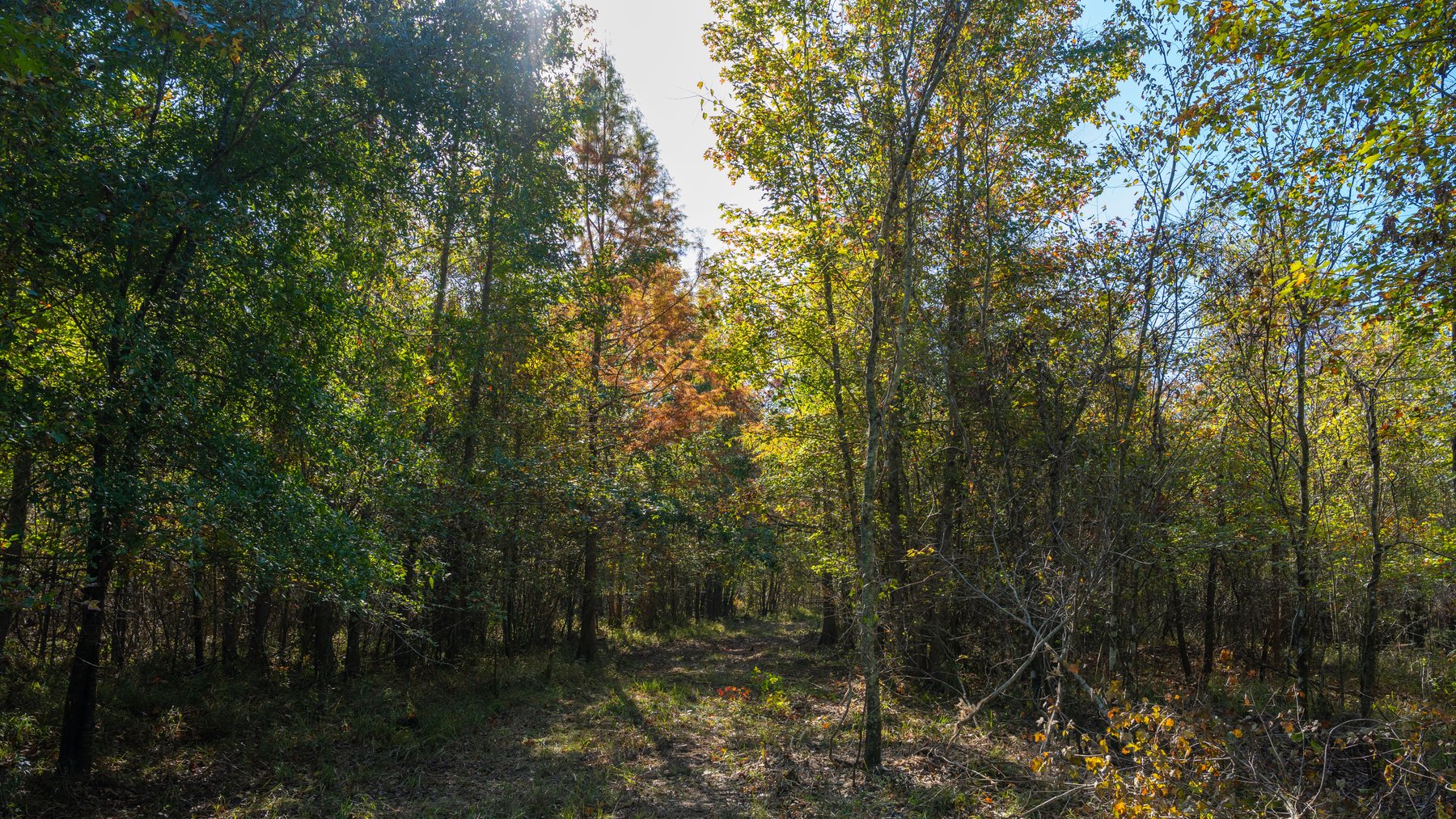 Image for The Hinson Farm – 191+/- Acres - Recreational Paradise with Income-Producing Potential in Dodge County, GA