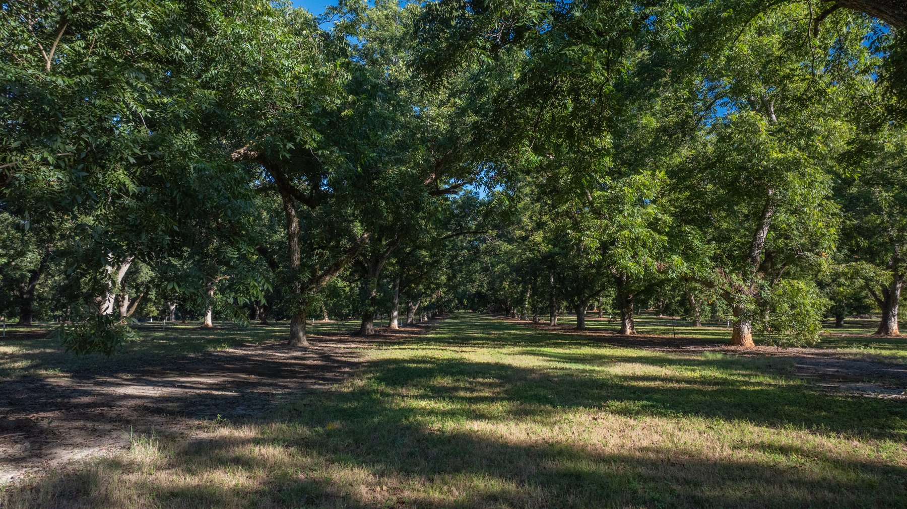 Image for 170+/- Acres - Musgrove Estate - Turn-Key Pecan Operation - Sportsman's Paradise