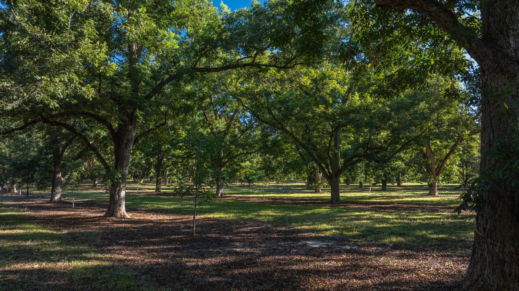 Image for 170+/- Acres - Musgrove Estate - Turn-Key Pecan Operation - Sportsman's Paradise