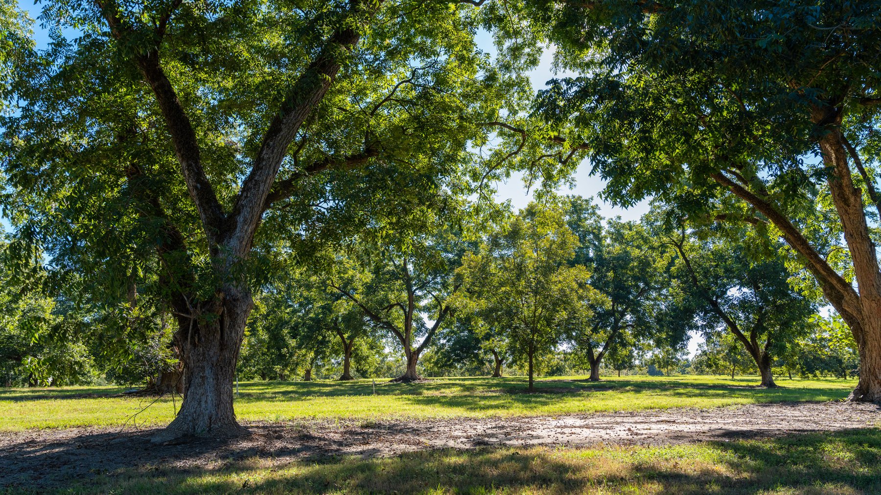 Image for 170+/- Acres - Musgrove Estate - Turn-Key Pecan Operation - Sportsman's Paradise