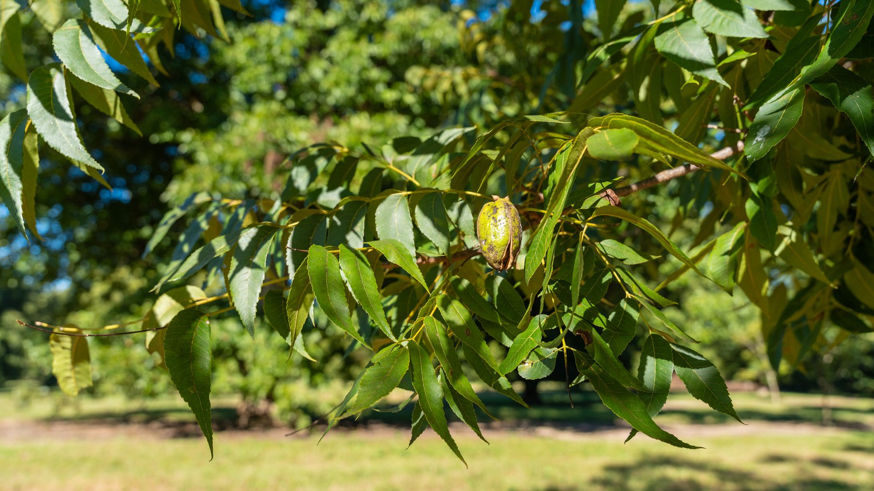 Image for 170+/- Acres - Musgrove Estate - Turn-Key Pecan Operation - Sportsman's Paradise