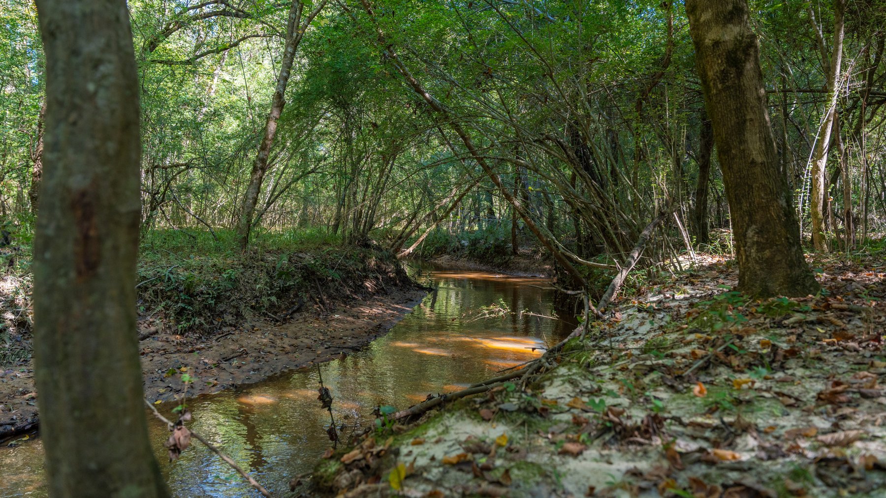 Image for 170+/- Acres - Musgrove Estate - Turn-Key Pecan Operation - Sportsman's Paradise