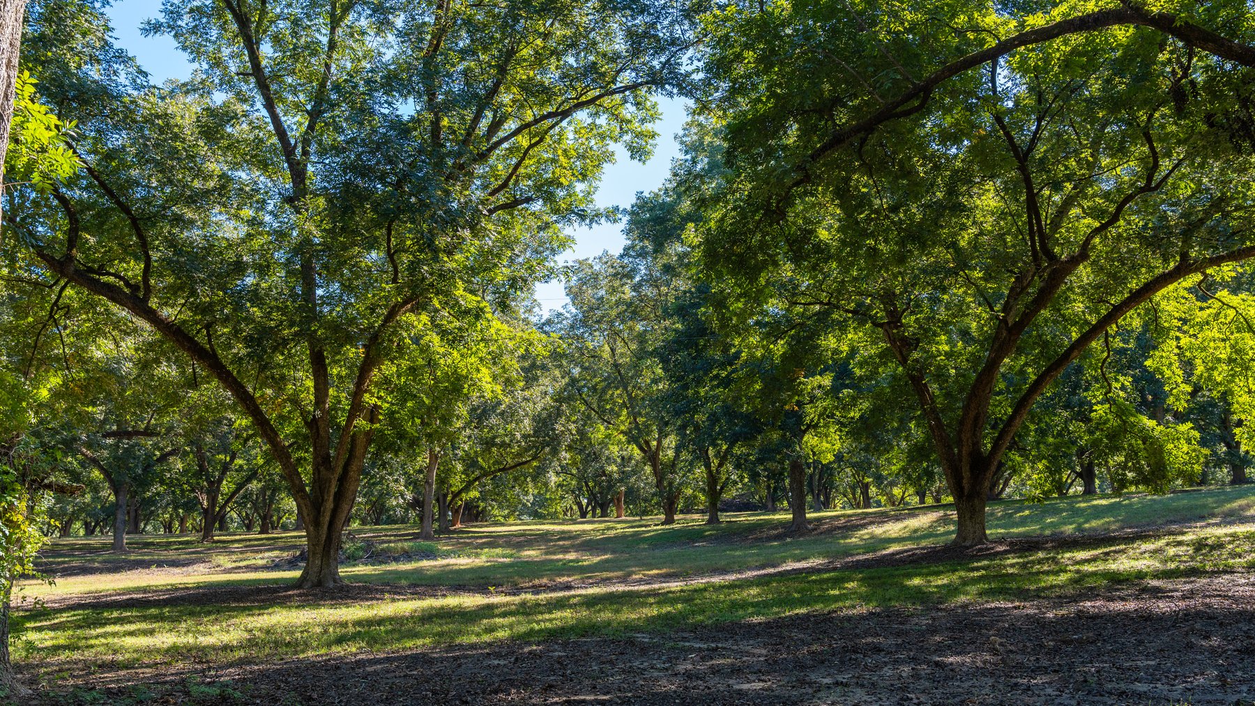 Image for 170+/- Acres - Musgrove Estate - Turn-Key Pecan Operation - Sportsman's Paradise