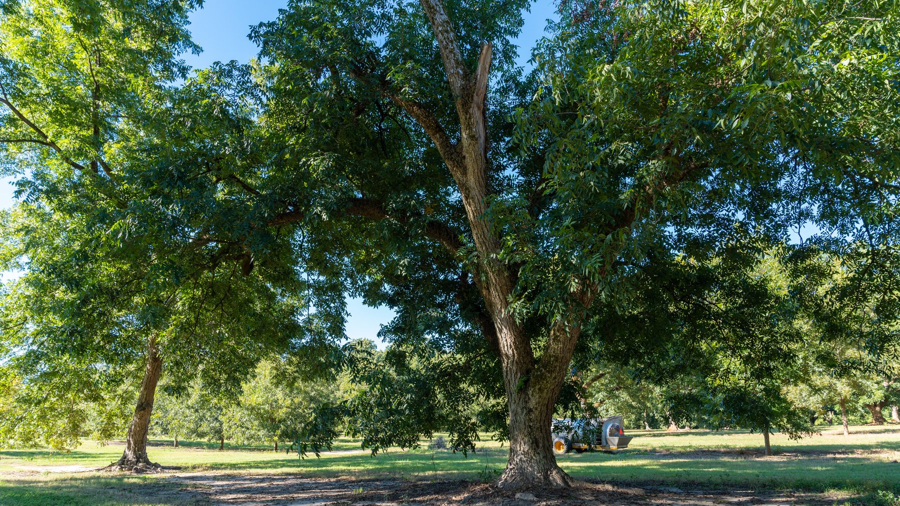 Image for 170+/- Acres - Musgrove Estate - Turn-Key Pecan Operation - Sportsman's Paradise