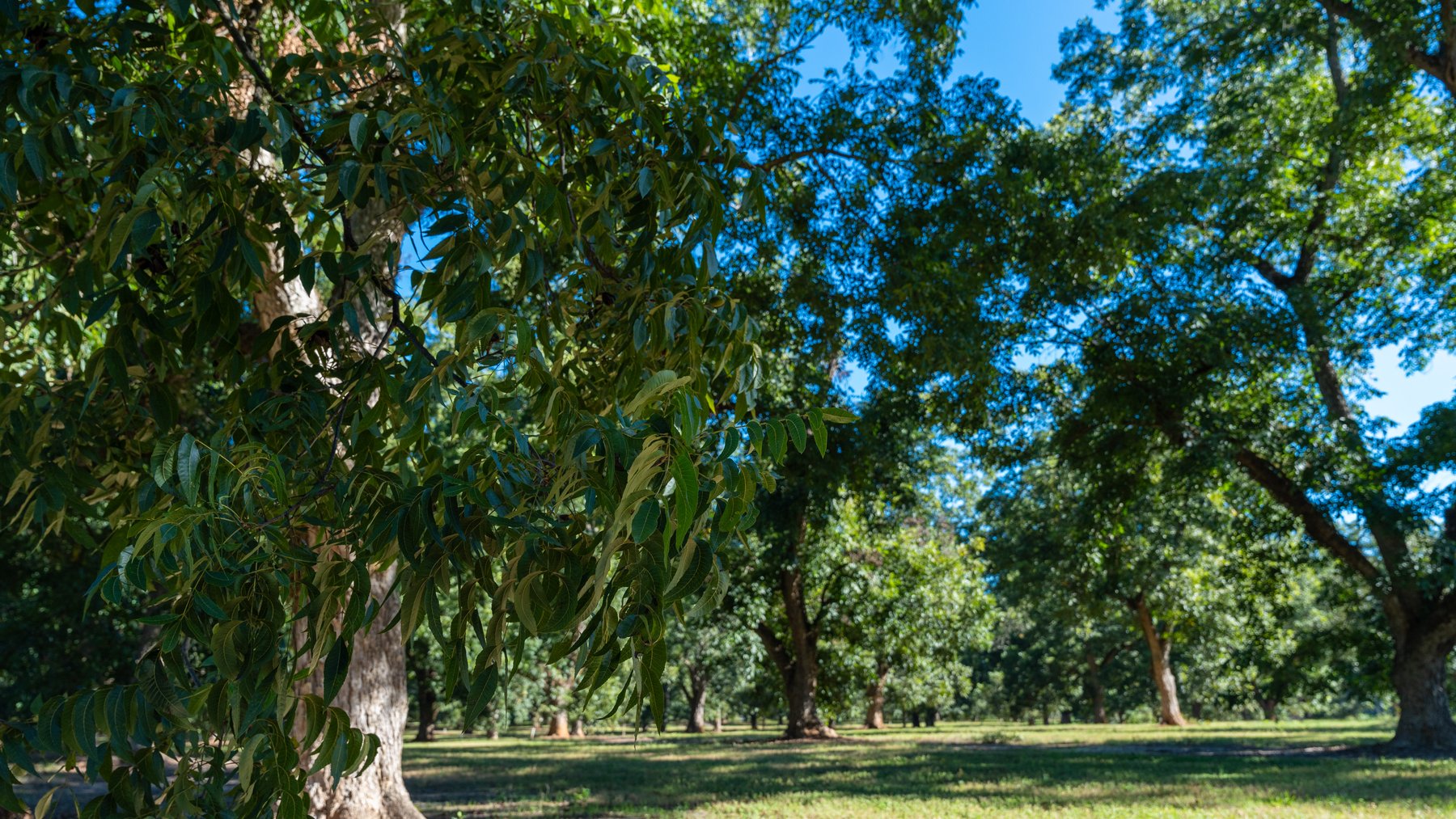 Image for 170+/- Acres - Musgrove Estate - Turn-Key Pecan Operation - Sportsman's Paradise