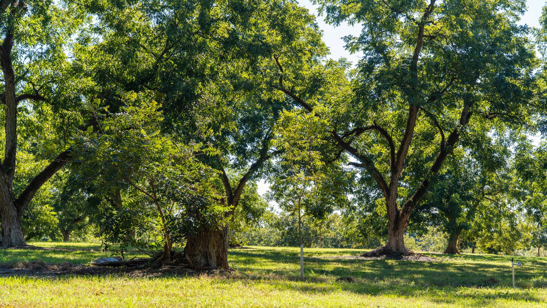 Image for 170+/- Acres - Musgrove Estate - Turn-Key Pecan Operation - Sportsman's Paradise