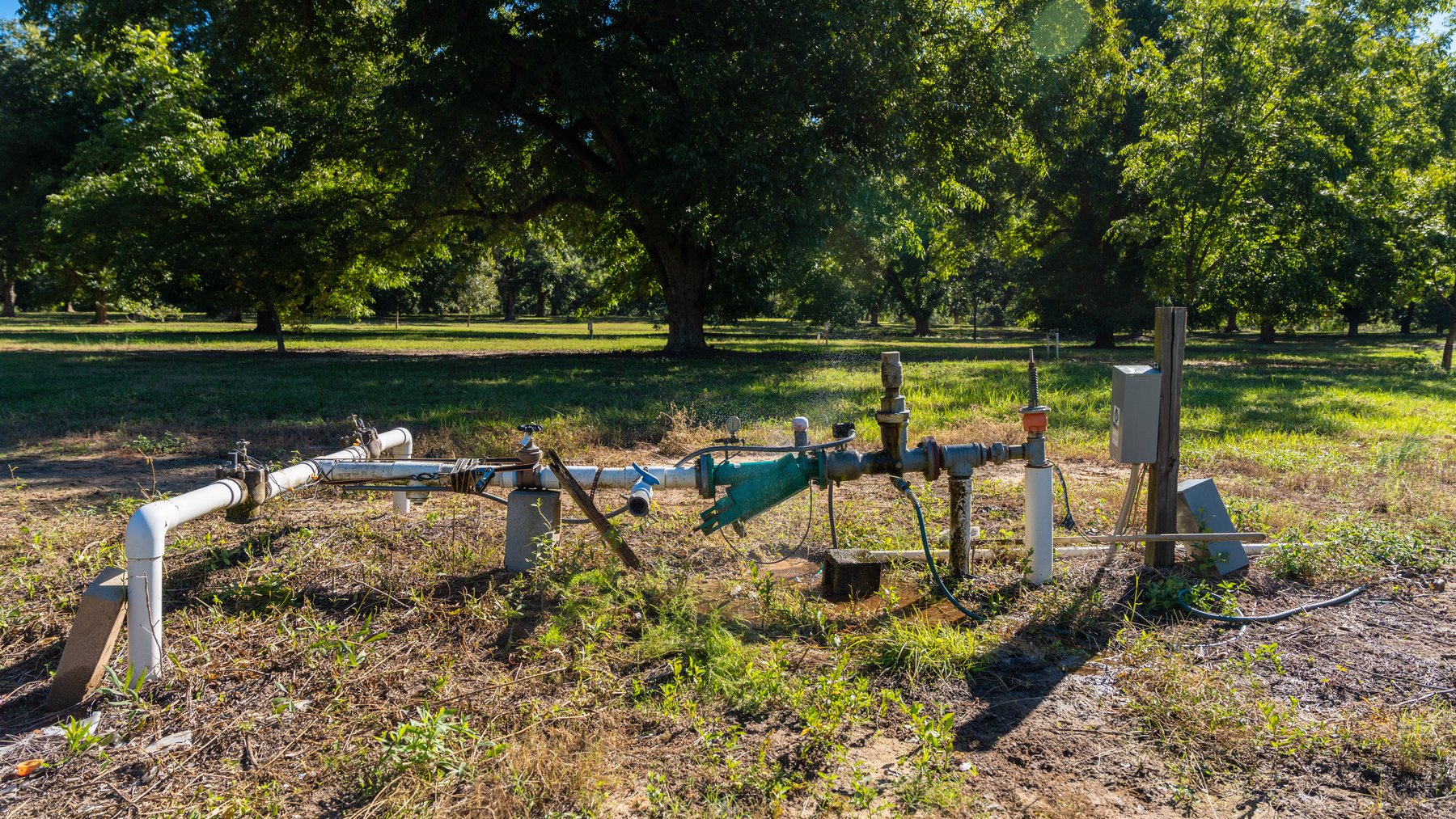 Image for 170+/- Acres - Musgrove Estate - Turn-Key Pecan Operation - Sportsman's Paradise