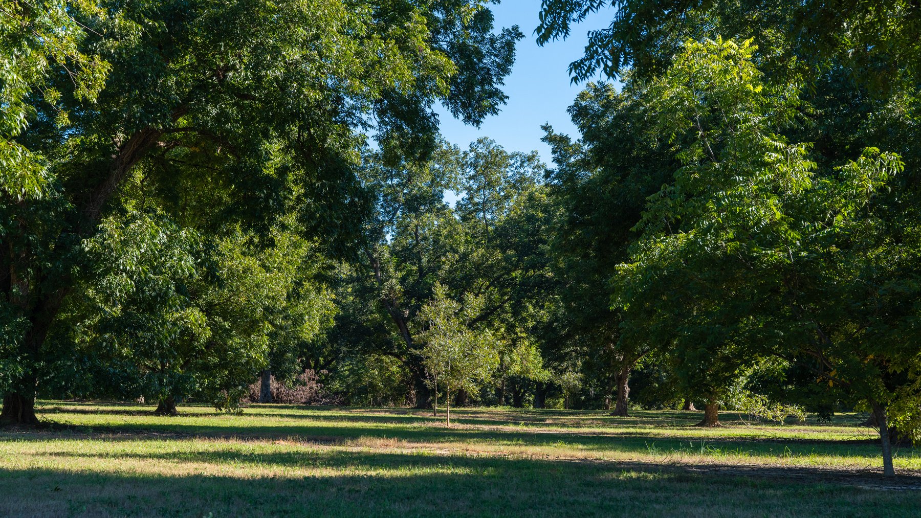 Image for 170+/- Acres - Musgrove Estate - Turn-Key Pecan Operation - Sportsman's Paradise