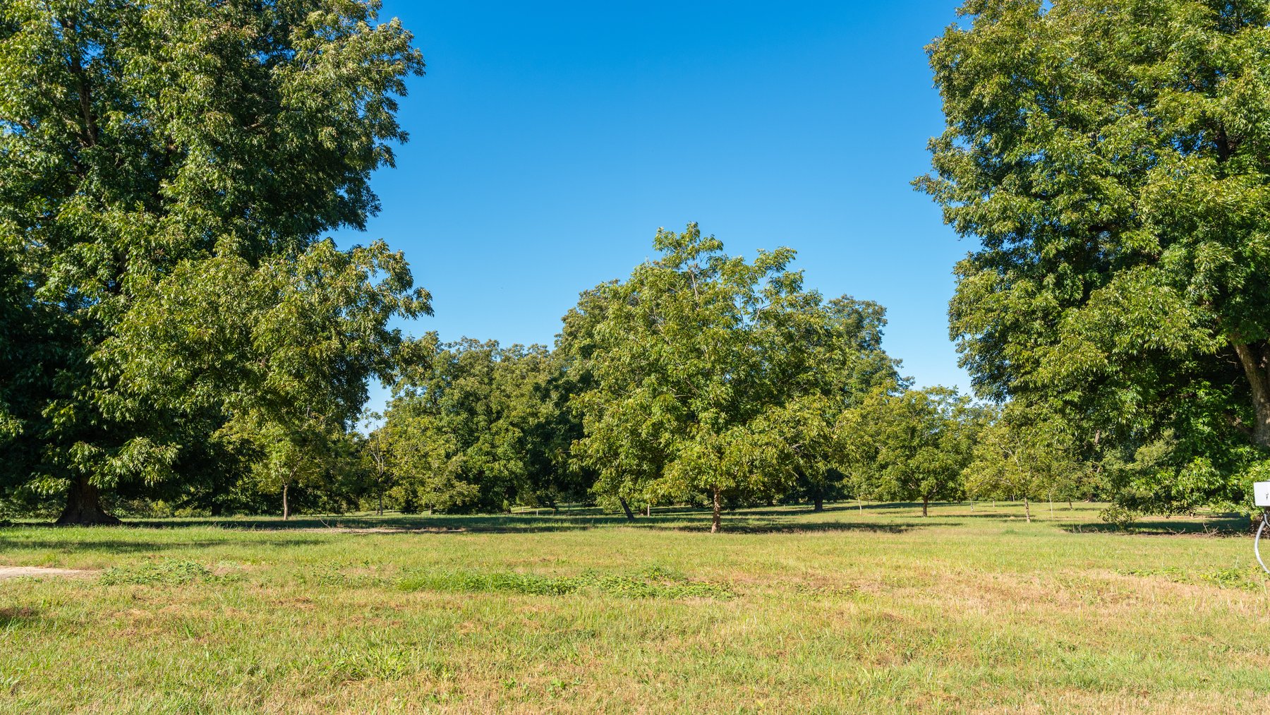 Image for 170+/- Acres - Musgrove Estate - Turn-Key Pecan Operation - Sportsman's Paradise