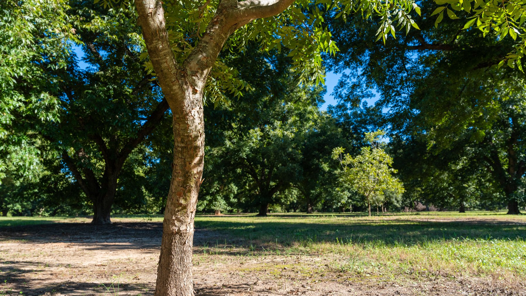 Image for 170+/- Acres - Musgrove Estate - Turn-Key Pecan Operation - Sportsman's Paradise