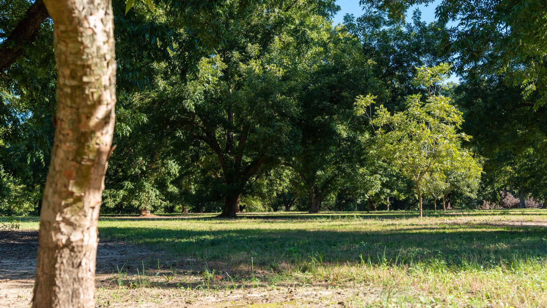Image for 170+/- Acres - Musgrove Estate - Turn-Key Pecan Operation - Sportsman's Paradise