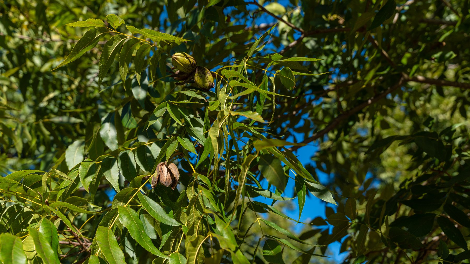 Image for 170+/- Acres - Musgrove Estate - Turn-Key Pecan Operation - Sportsman's Paradise