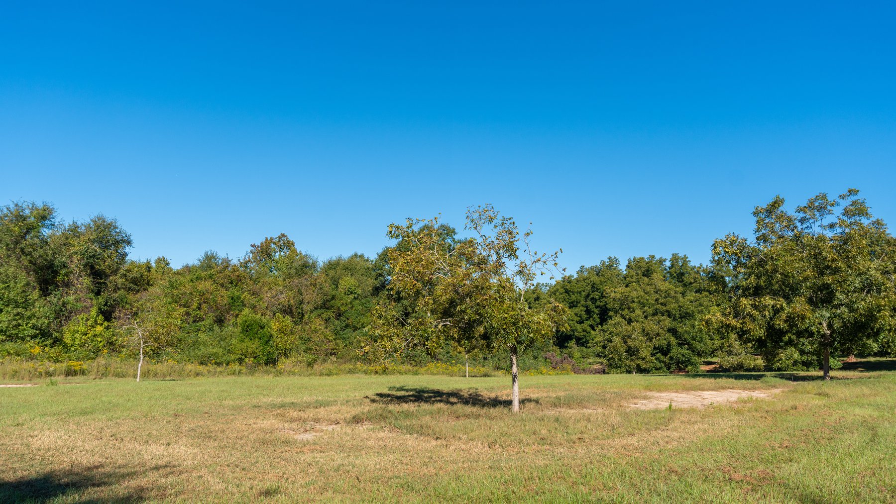 Image for 170+/- Acres - Musgrove Estate - Turn-Key Pecan Operation - Sportsman's Paradise