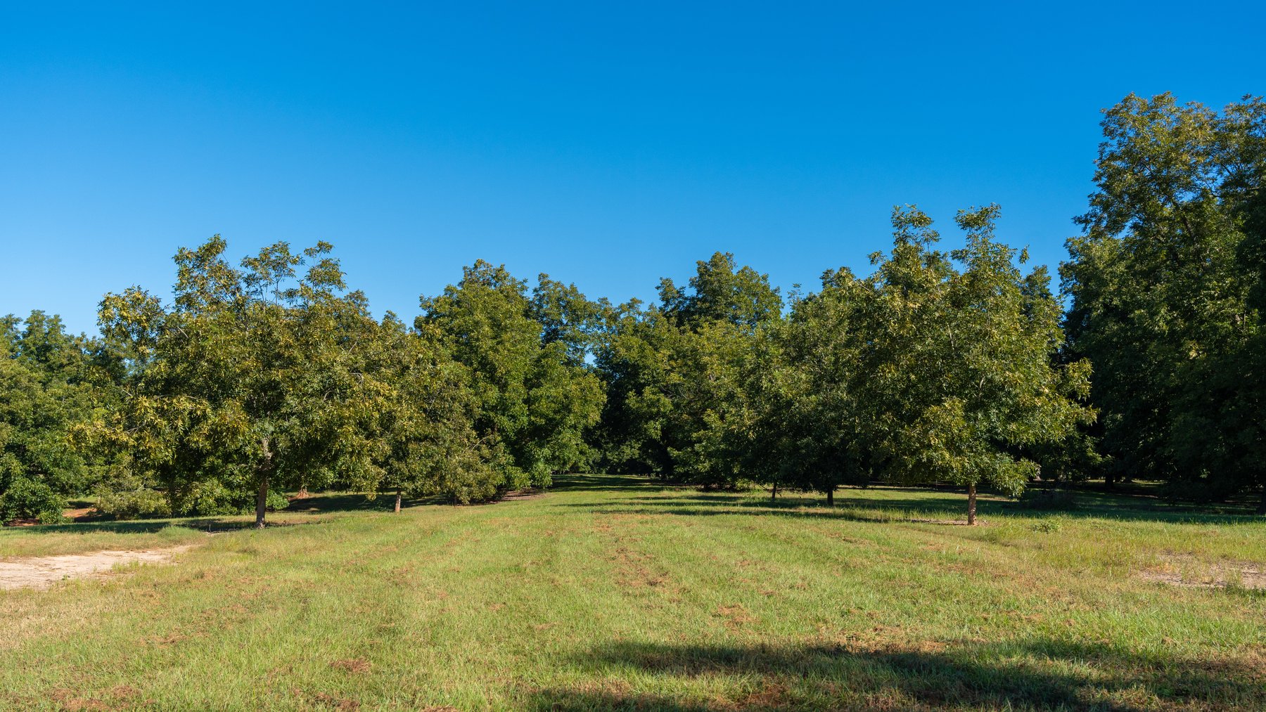 Image for 170+/- Acres - Musgrove Estate - Turn-Key Pecan Operation - Sportsman's Paradise