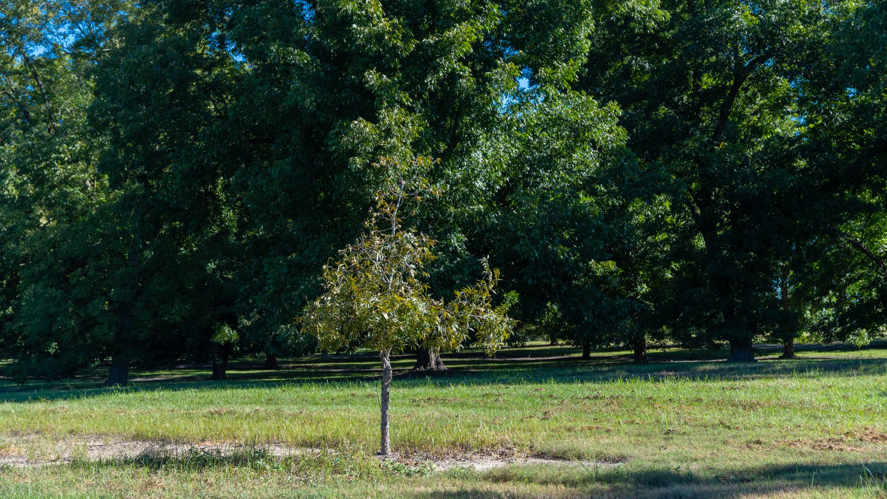 Image for 170+/- Acres - Musgrove Estate - Turn-Key Pecan Operation - Sportsman's Paradise