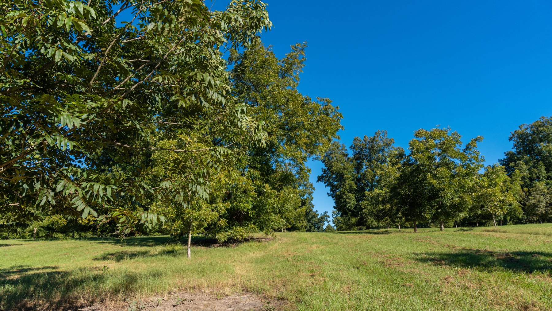 Image for 170+/- Acres - Musgrove Estate - Turn-Key Pecan Operation - Sportsman's Paradise